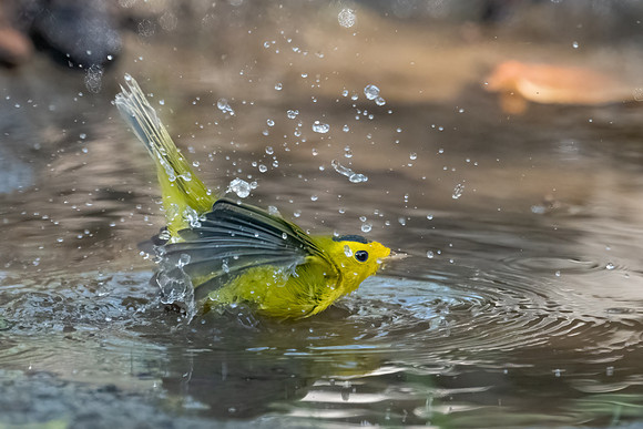 Wilson's Warbler