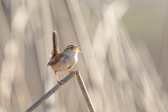 Marsh Wren