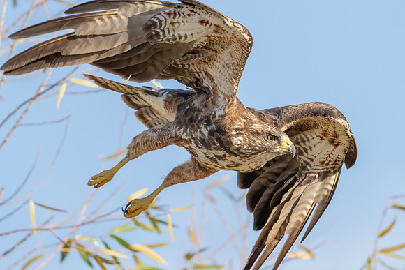 Swainson's Hawk