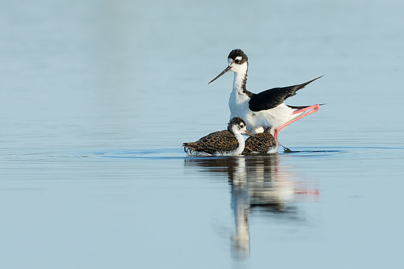 Black-necked Stilt