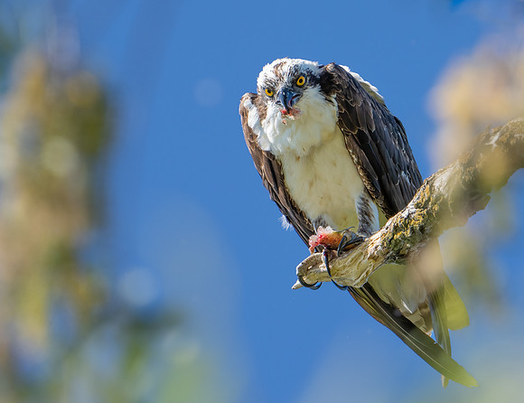 Osprey