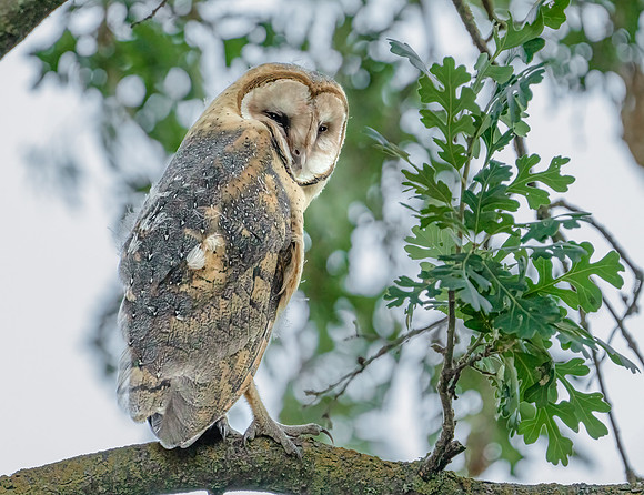 Barn Owl