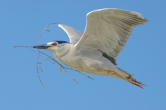 Black-crowned Night-Heron