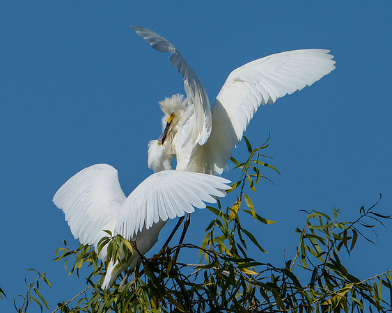 Snowy Egrets