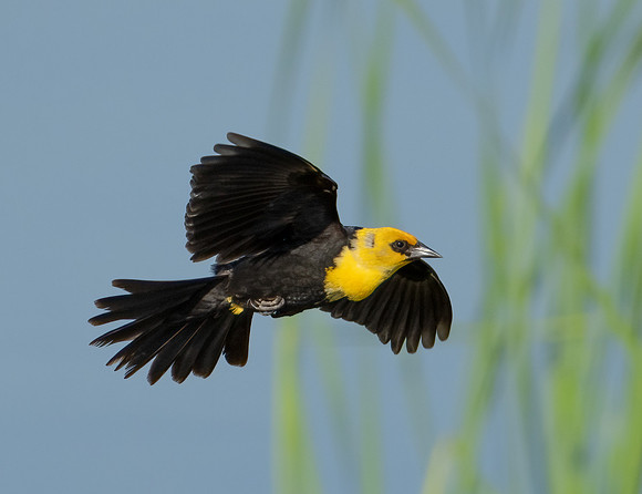 Yellow-headed Blackbird