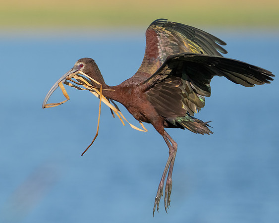 White-faced Ibis