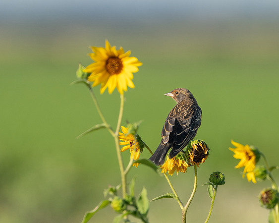 Red-winged Blackbird