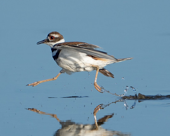 Killdeer