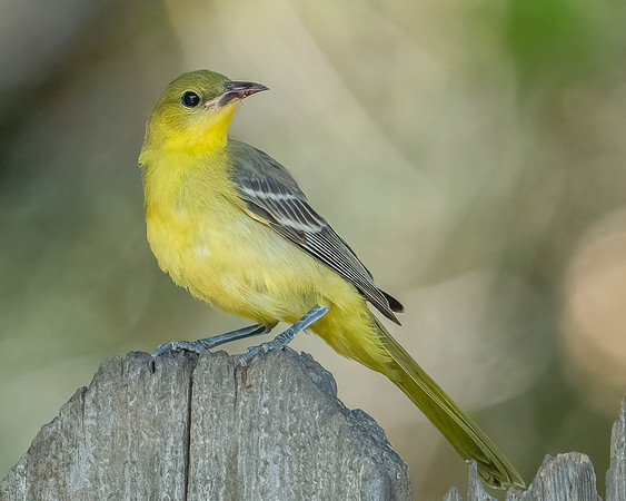 Hooded Oriole