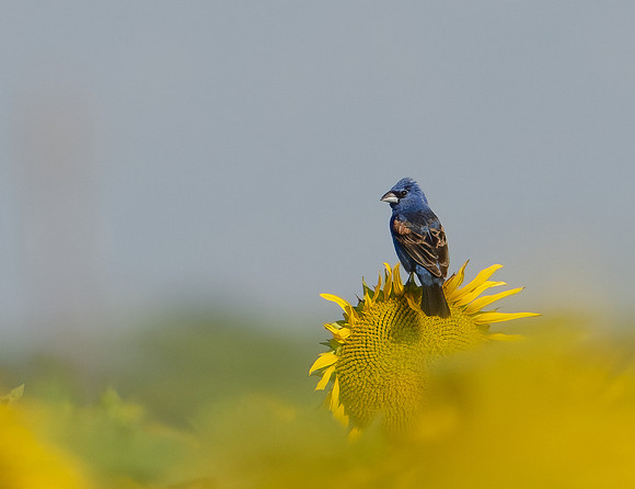 Blue Grosbeak
