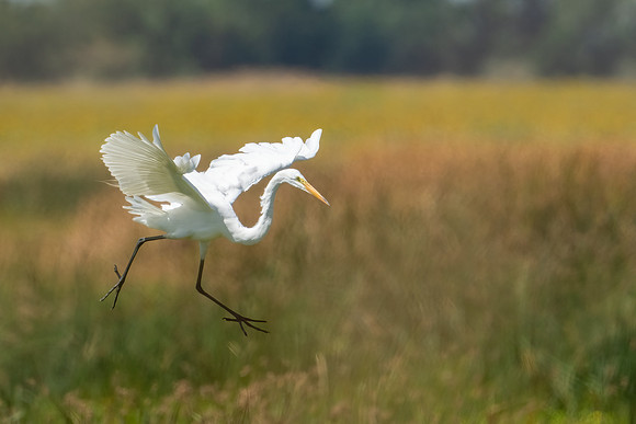 Great Egret