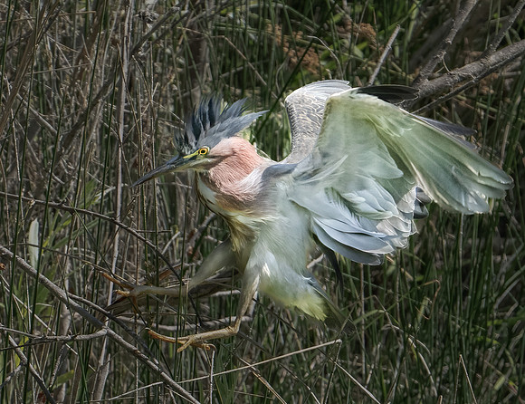 Green Heron2