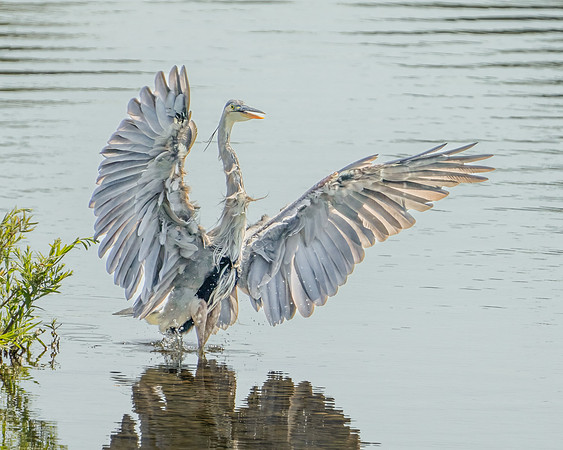 Great Blue Heron