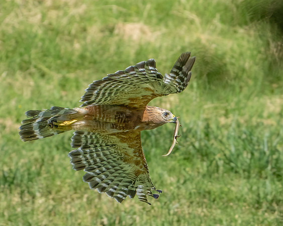 Red-shouldered Hawk