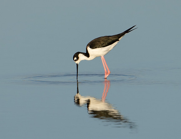 Black-necked Stilt