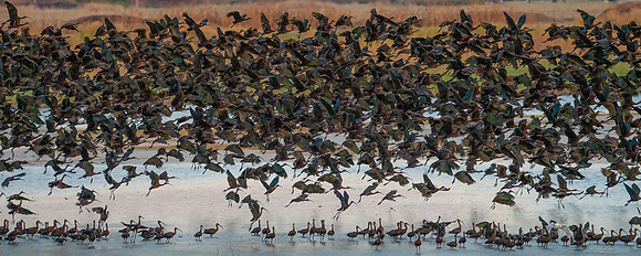 Ibis Flyup