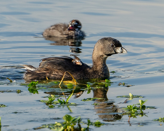 Pied-billed Grebe