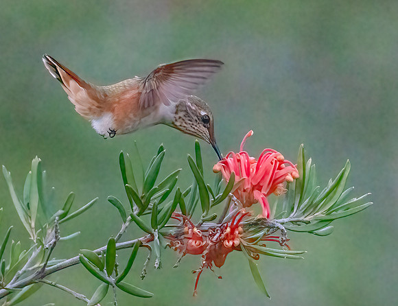 Rufous Hummingbird