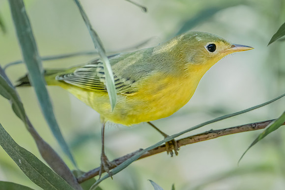 Yellow Warbler