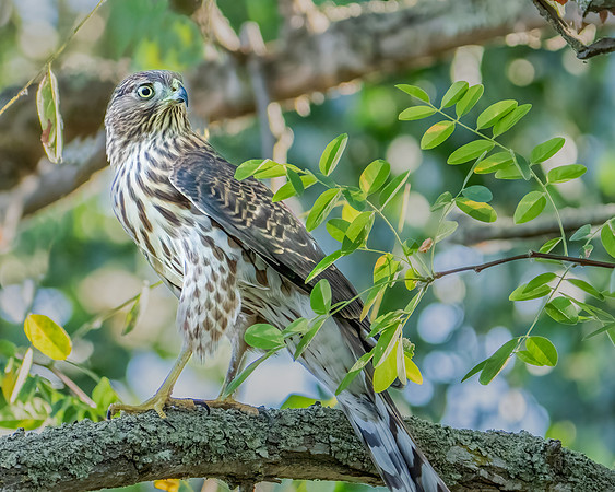 Cooper's Hawk