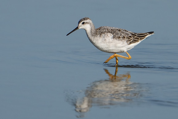 Wilson's Phalarope