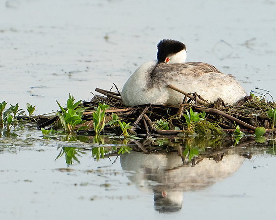 Clark's Grebe