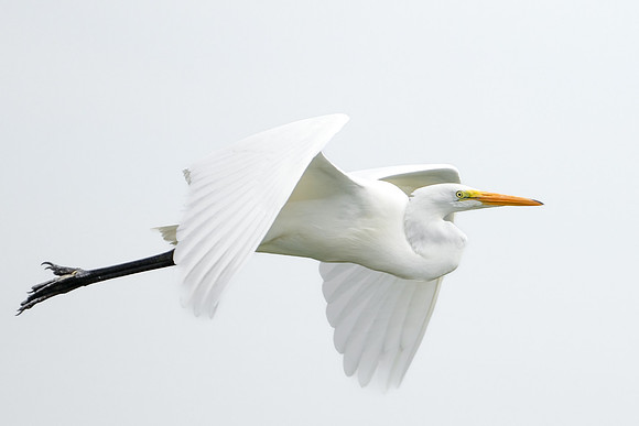 Great Egret