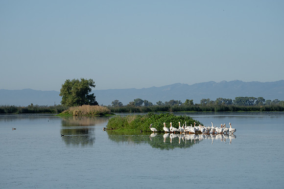White Pelican