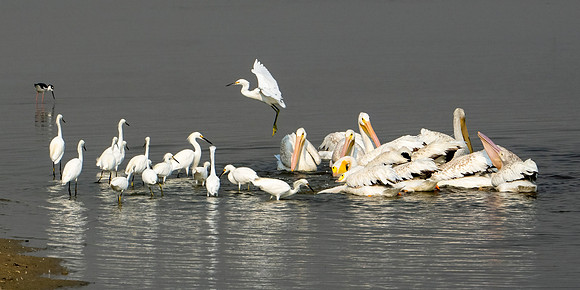 Pelicans and Snowy Egrets