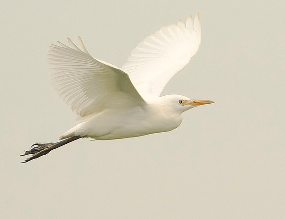 Cattle Egret on the Wing