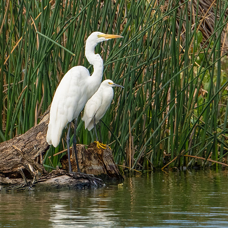 Snowy Egret with Great Egret