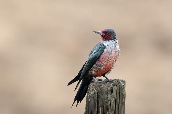 Lewis's Woodpecker