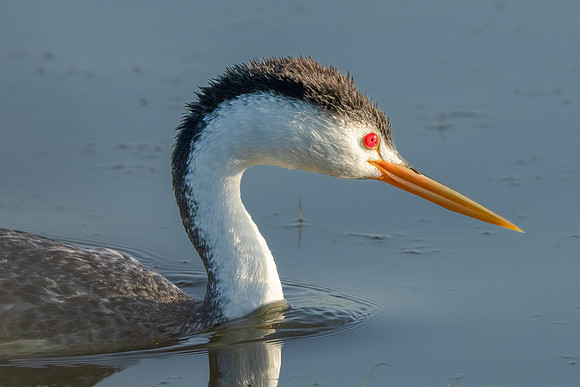 Clark's Grebe