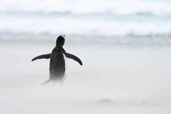 Gentoo in a Sandstorm