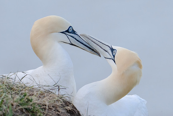 Northern Gannet Pair