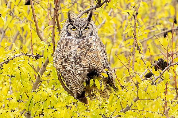 Owl in Yellow