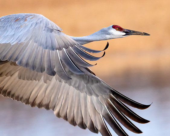 Portrait of a Sandhill Crane