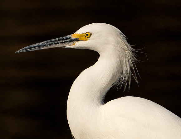 Portrait of a Snowy Egret