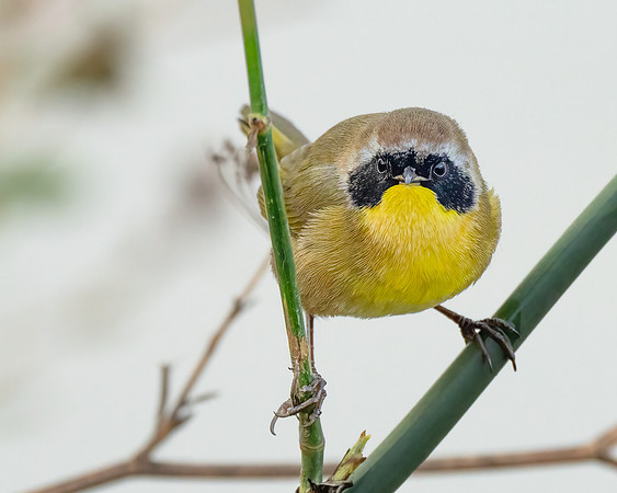 Yellowthroat