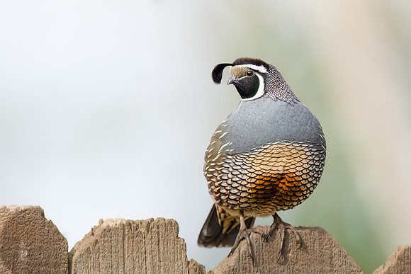 California Quail