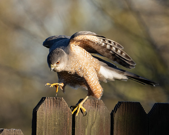 Cooper's Hawk Lunge