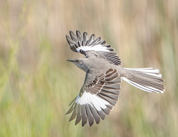 Northern Mockingbird