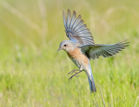 Western Bluebird