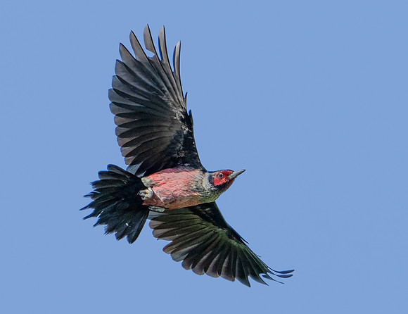 Lewis's Woodpecker