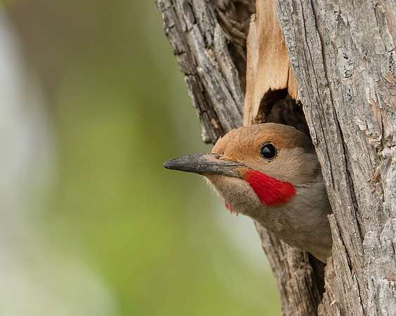 Northern Flicker