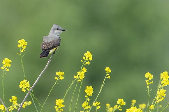 Western Kingbird
