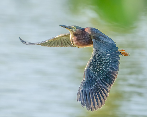 Green Heron