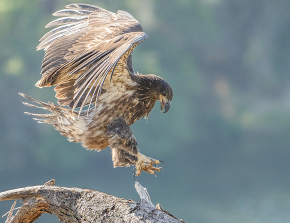 Bald Eagle