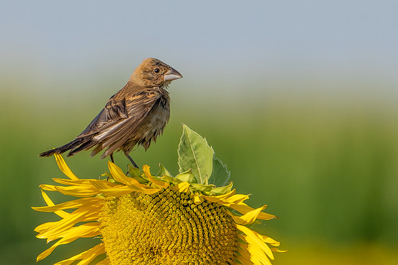 Blue Grosbeak