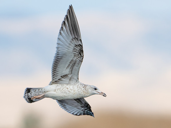 Ring-billed Gull